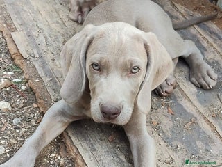 Weimaraner cani Cuccioli weimaraner - Annuncio 8
