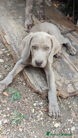 Weimaraner cani Cuccioli weimaraner - Annuncio 1