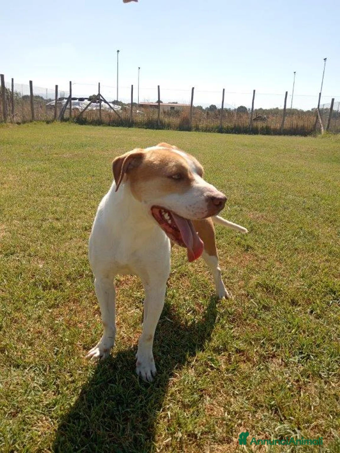 Pitbull cani in regalo: Flo meraviglioso pitbull a Provincia di Latina - Annuncio 4