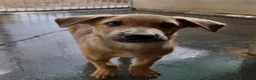 Meticcio cani in regalo: Paride dolce cucciolo in adozione - Annuncio 4