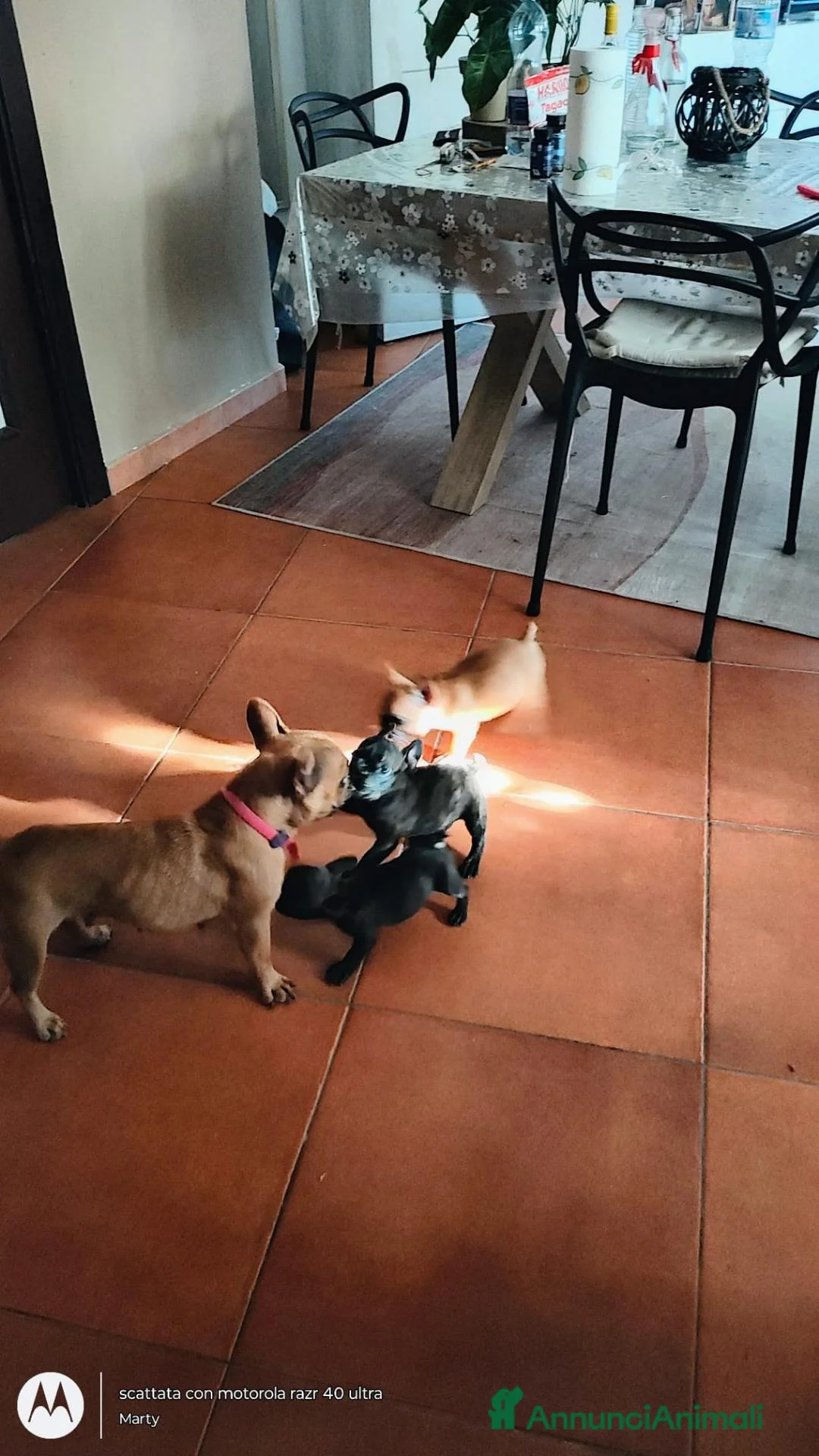 Bulldog Francese cani in vendita: Cuccioli bulldog francese  - Annuncio 8