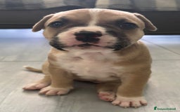 American Staffordshire cani in vendita: Cuccioli amstaff pitbull a Provincia del Verbano-Cusio-Ossola - Immagine 9