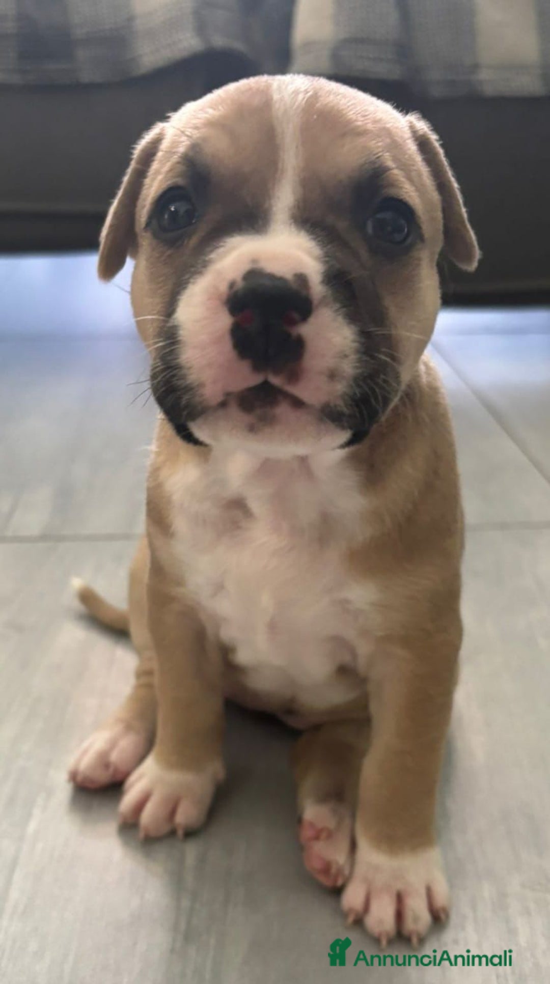American Staffordshire cani in vendita: Cuccioli amstaff pitbull a Provincia del Verbano-Cusio-Ossola - Immagine 9