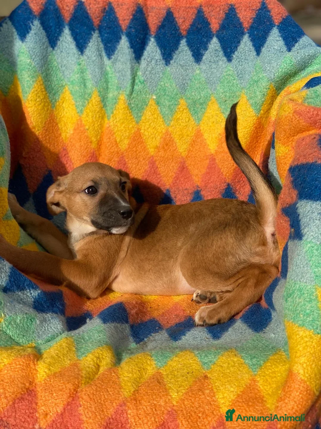 Meticcio cani in regalo: FRECCIA 🩷 -cucciola futura taglia medio/piccola😍 - Annuncio 4