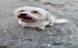 Bichon cani in vendita: Pilastri Bondeno  a Provincia di Ferrara - Immagine 1