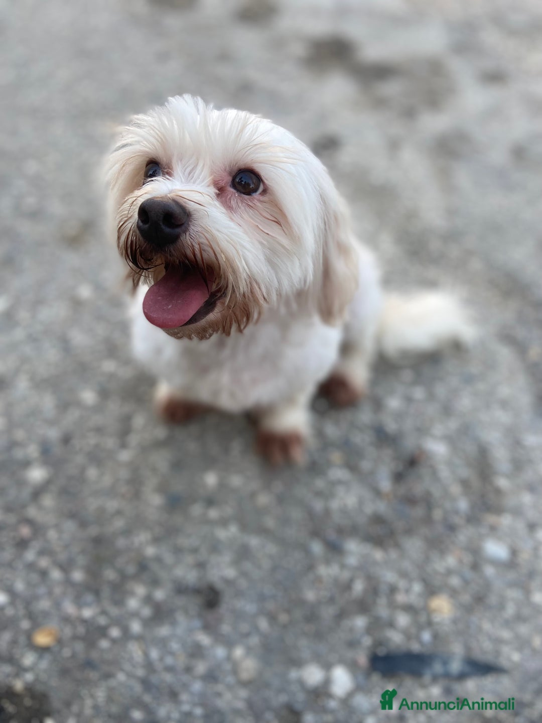 Bichon cani in vendita: Pilastri Bondeno  a Provincia di Ferrara - Immagine 1