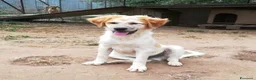 Meticcio cani in regalo: BISCOTTO ASPETTA UNA MAMMA  a Città metropolitana di Milano - Annuncio 2