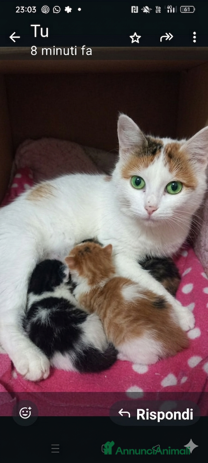 Altre razze gatti Gattini calico van - Annuncio 1