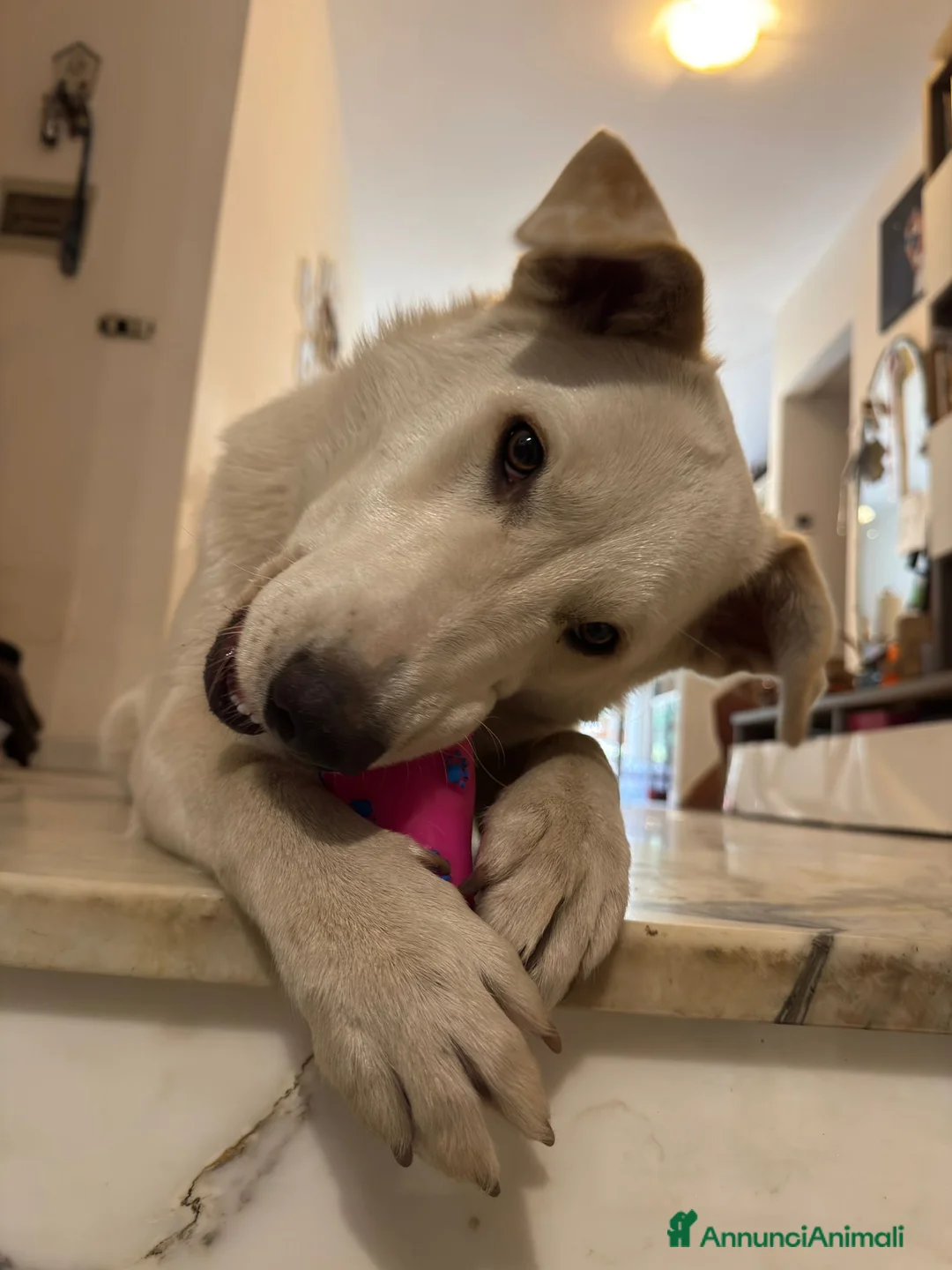 Meticcio cani in regalo: Pan cucciola di 11 mesi - Annuncio 4