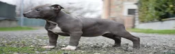 Pitbull cani in vendita: Cuccioli Pit Bull con pedigree anche a rate! - Annuncio 6