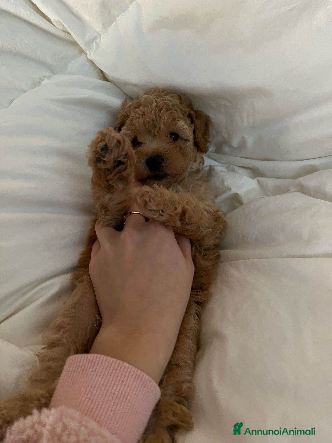 Barboncino cani in vendita: Barboncini fulvi toy e nani con Pedigree - Annuncio 10