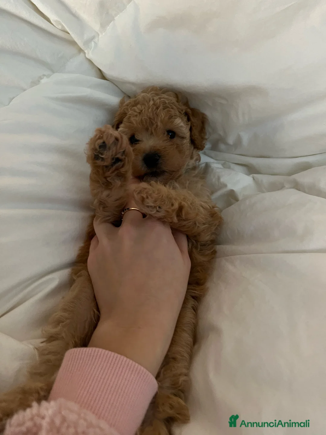 Barboncino cani in vendita: Barboncini fulvi toy e nani con Pedigree - Annuncio 12