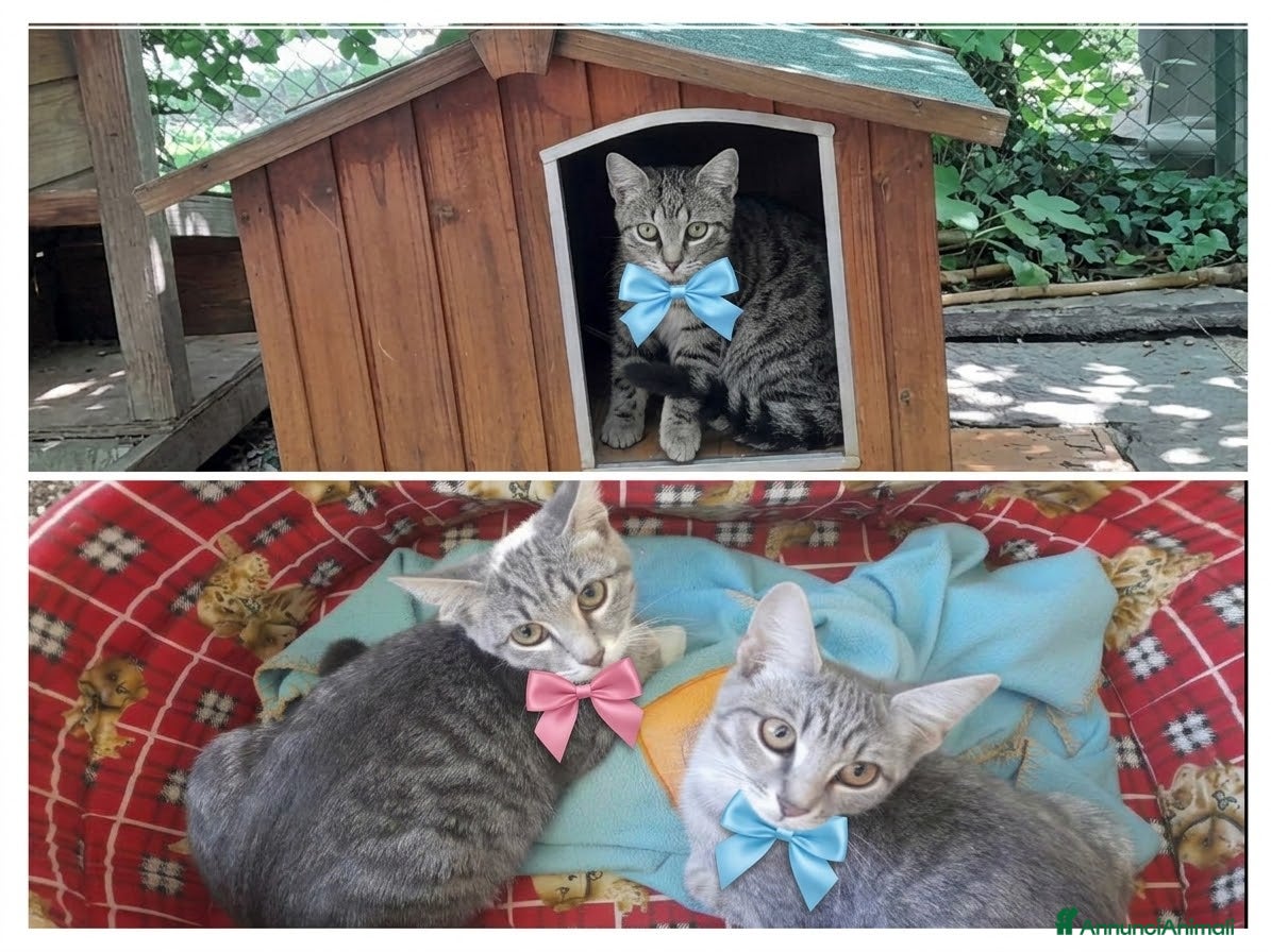 Altre razze gatti CERCANO CASA 🏡  - Annuncio 12