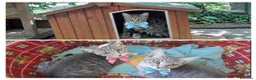 Altre razze gatti in regalo: CERCANO CASA 🏡  - Annuncio 1