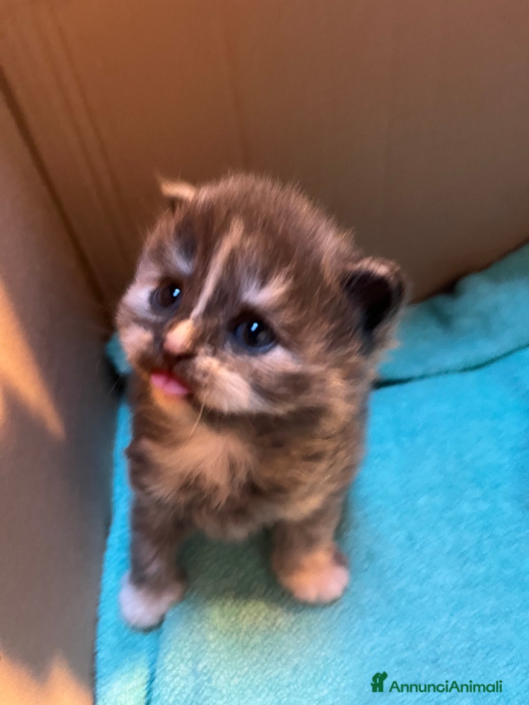 Siberiano gatti in vendita: Gattini siberiani  - Annuncio 3