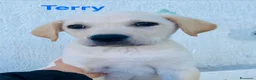 Meticcio cani in regalo: Cuccioli 2 mesi e mezzo taglia media - Annuncio 7