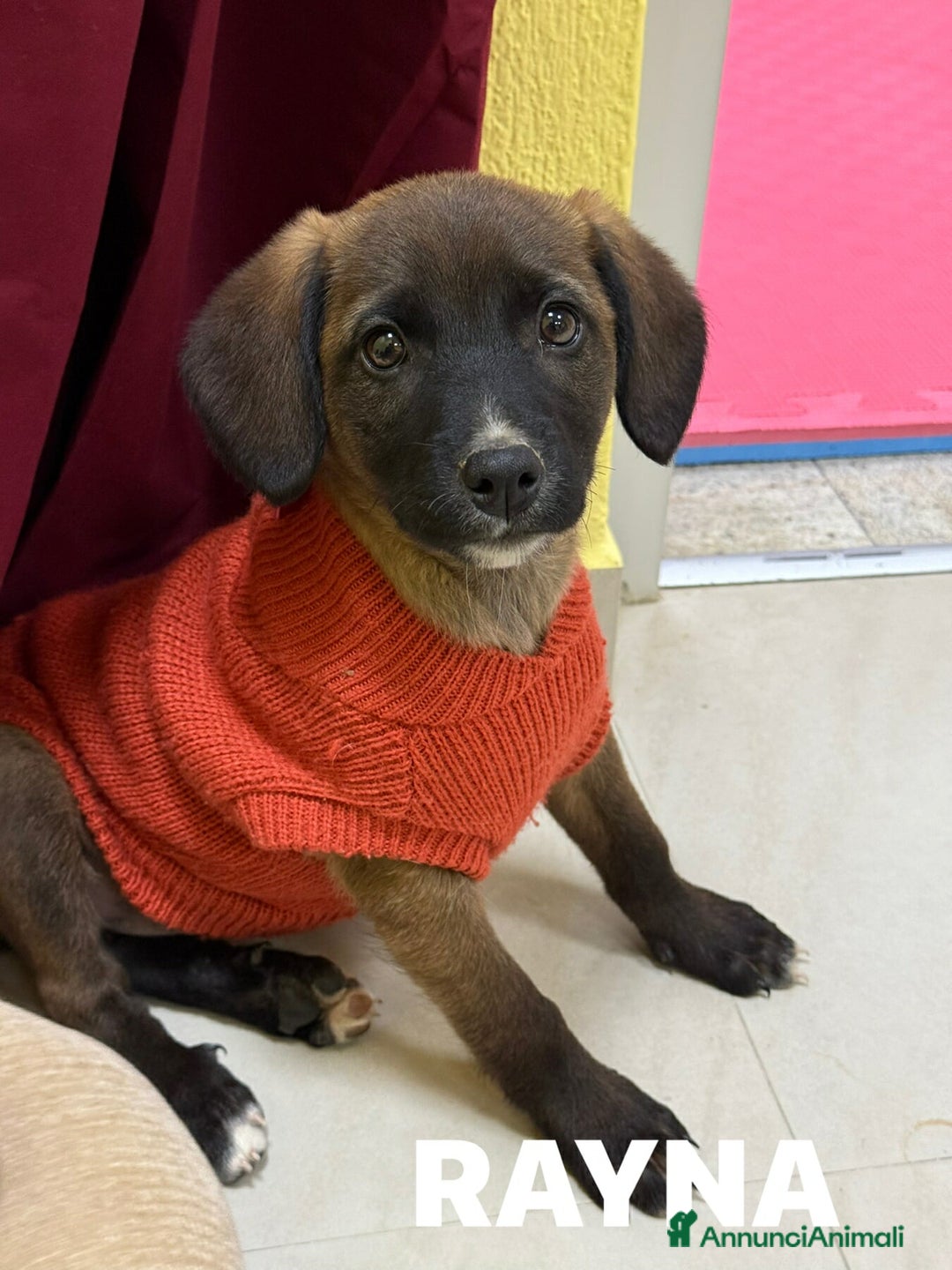 Meticcio cani in regalo: 4 dolcissimi cucciolotti! 3 MESI E MEZZO. - Annuncio 1