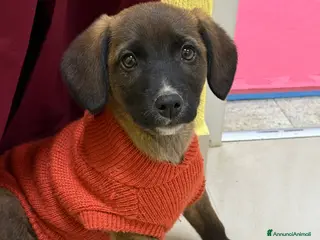 Meticcio cani 4 dolcissimi cucciolotti! 3 MESI E MEZZO. - Annuncio 30