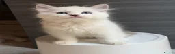 Siberiano gatti in vendita: Maschietto siberiano Neva Masquerade con Pedigree - Annuncio 3