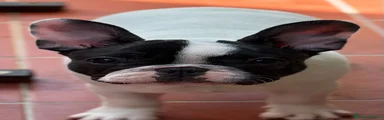 Bulldog Francese 2