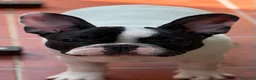 Bulldog Francese cani in vendita: Femmine di bouledogue francese - Annuncio 5