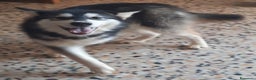 Alaskan Malamute cani in vendita: Alaskan Malamute cucciola a Città Metropolitana di Bologna - Annuncio 4