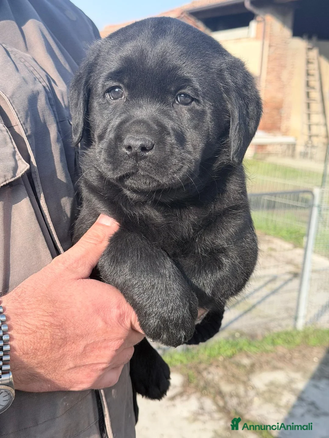 Labrador cani in vendita: Cuccioli Labrador Retriever - Annuncio 2