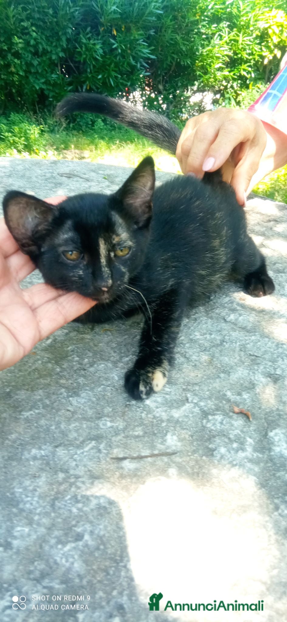 Meticcio gatti Gattini cercano casa - Annuncio 13
