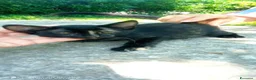 Meticcio gatti in regalo: Gattini cercano casa - Annuncio 1