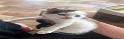 Europeo gatti in vendita: Meravigliosi Gattini  - Annuncio 6