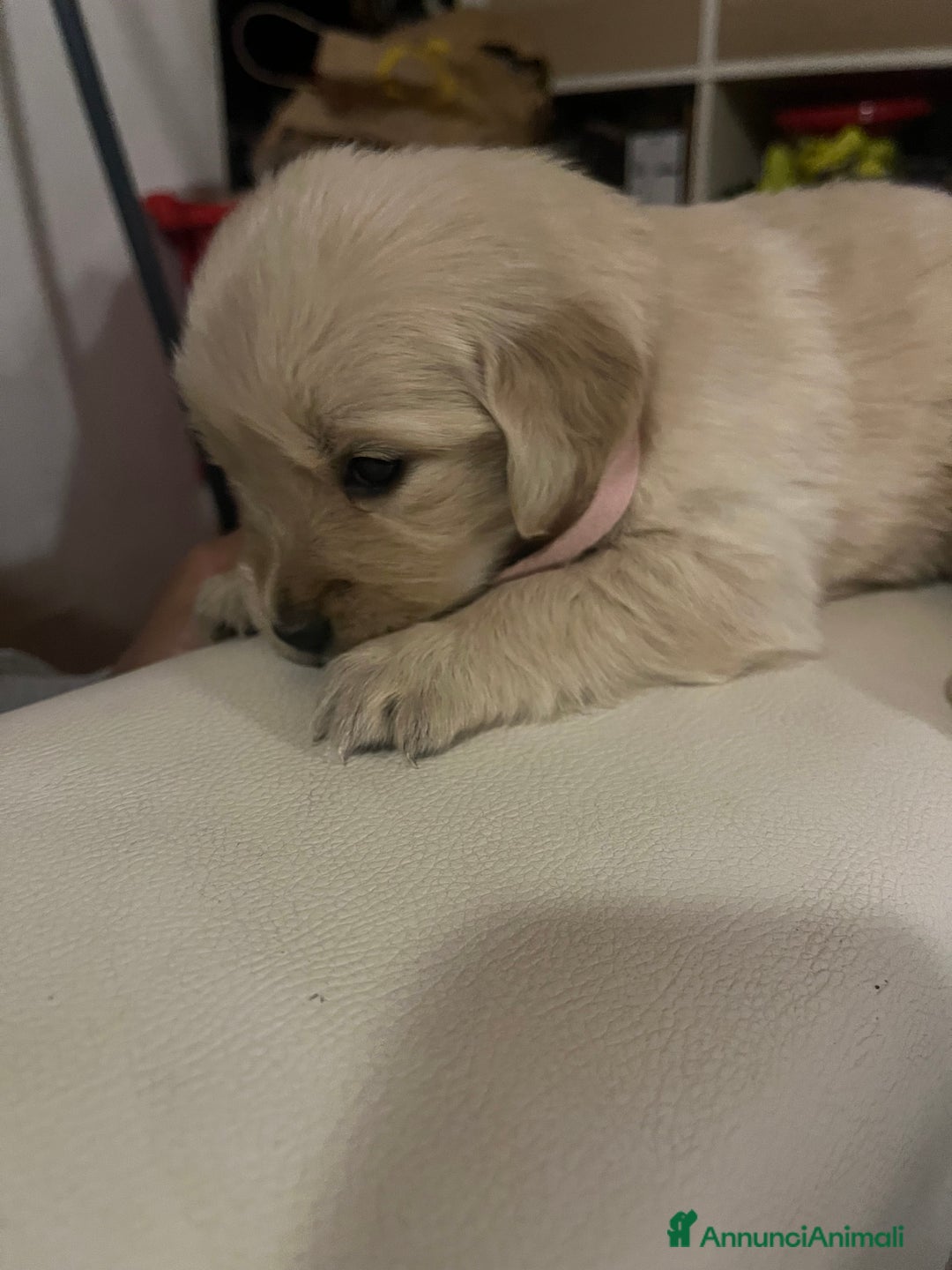 Golden Retriever cani in vendita: Cucciolo di Golden retriver anglo americani  - Annuncio 15