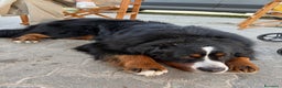 Bovaro del Bernese cani in regalo: Adozione Bovaro di 2 anni e mezzo - Annuncio 2