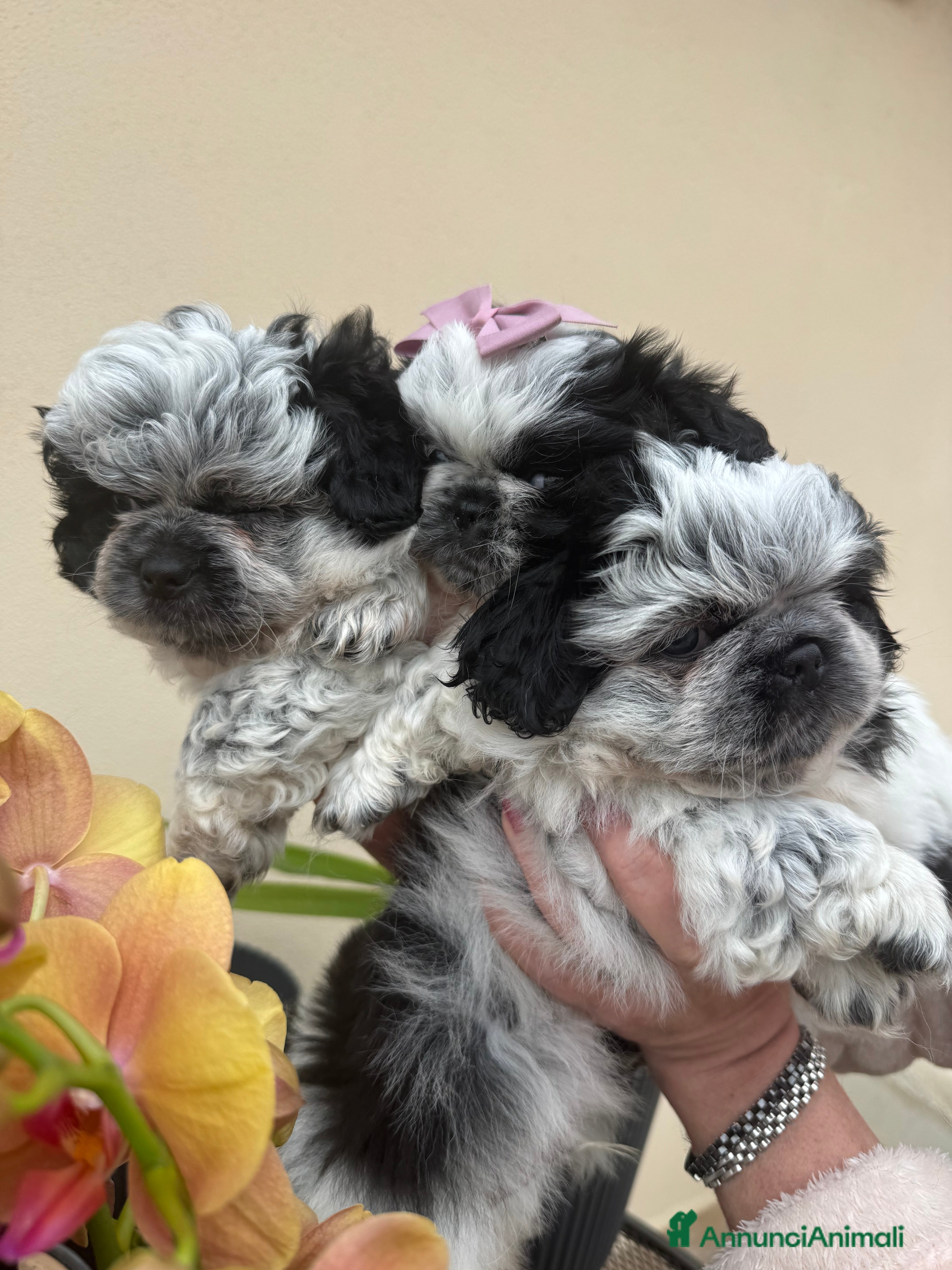 Pechinese cani Cuccioli pechinese  - Annuncio 1