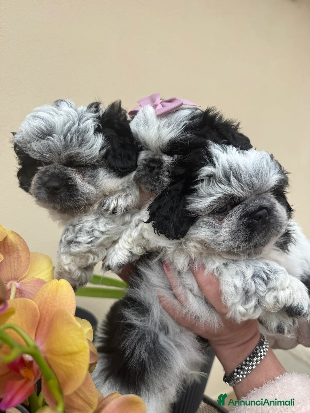 Pechinese cani in vendita: Cuccioli pechinese  - Annuncio 1