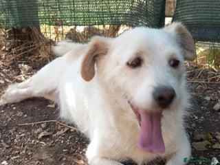 Meticcio cani Mix Jack Russel 9anni tg piccola URGE CASA ABRUZZO a Città Metropolitana di Milano - Annuncio 7