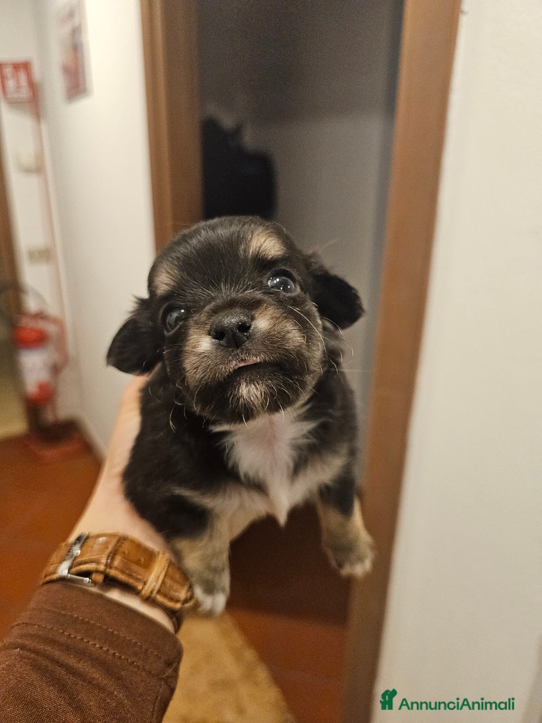 Chihuahua cani in vendita: 2 cucciolo chihuahua - Annuncio 3