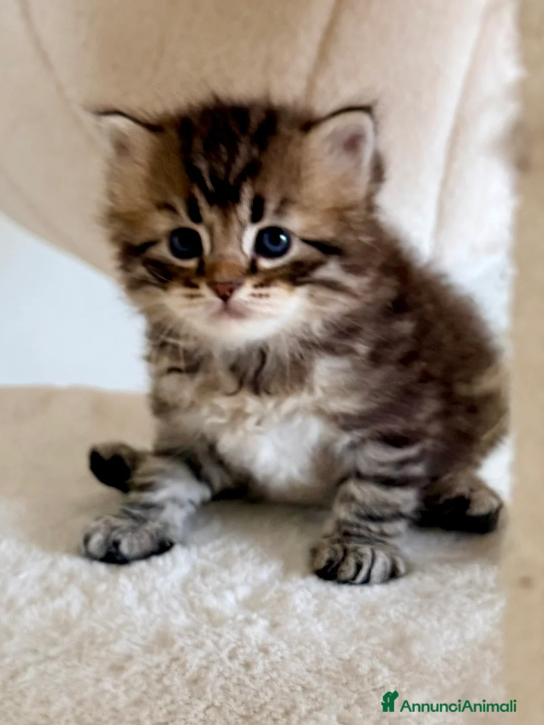 Siberiano gatti in vendita: Gattini siberiani e Neva masquerade - Annuncio 11