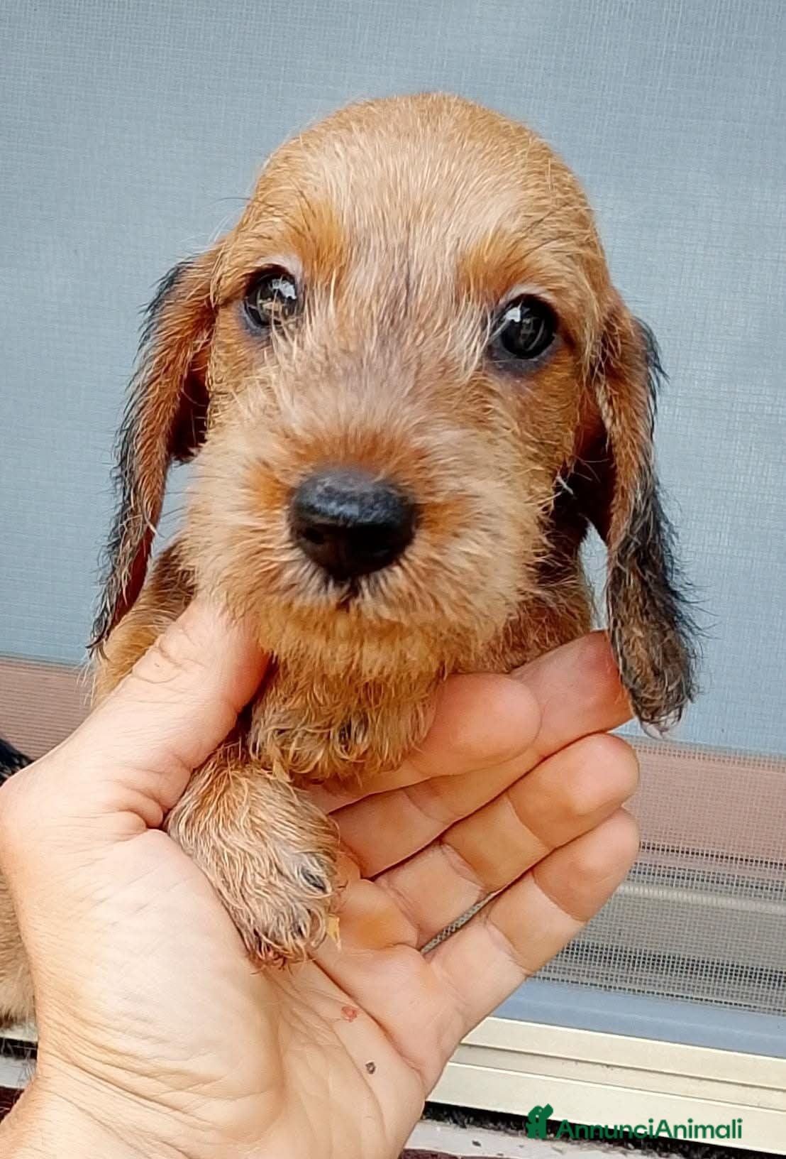 Bassotto cani Bassotto pelo duro nano colore foglia secca  - Annuncio 2