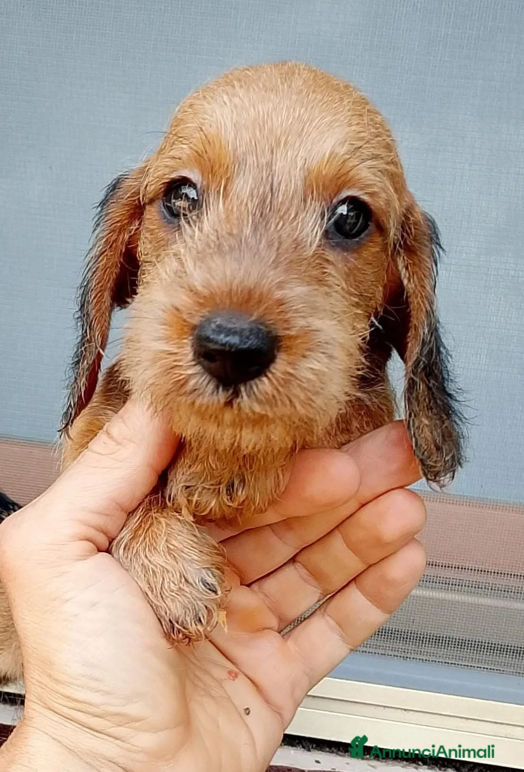 Bassotto cani in vendita: Bassotto pelo duro nano colore foglia secca  - Annuncio 1
