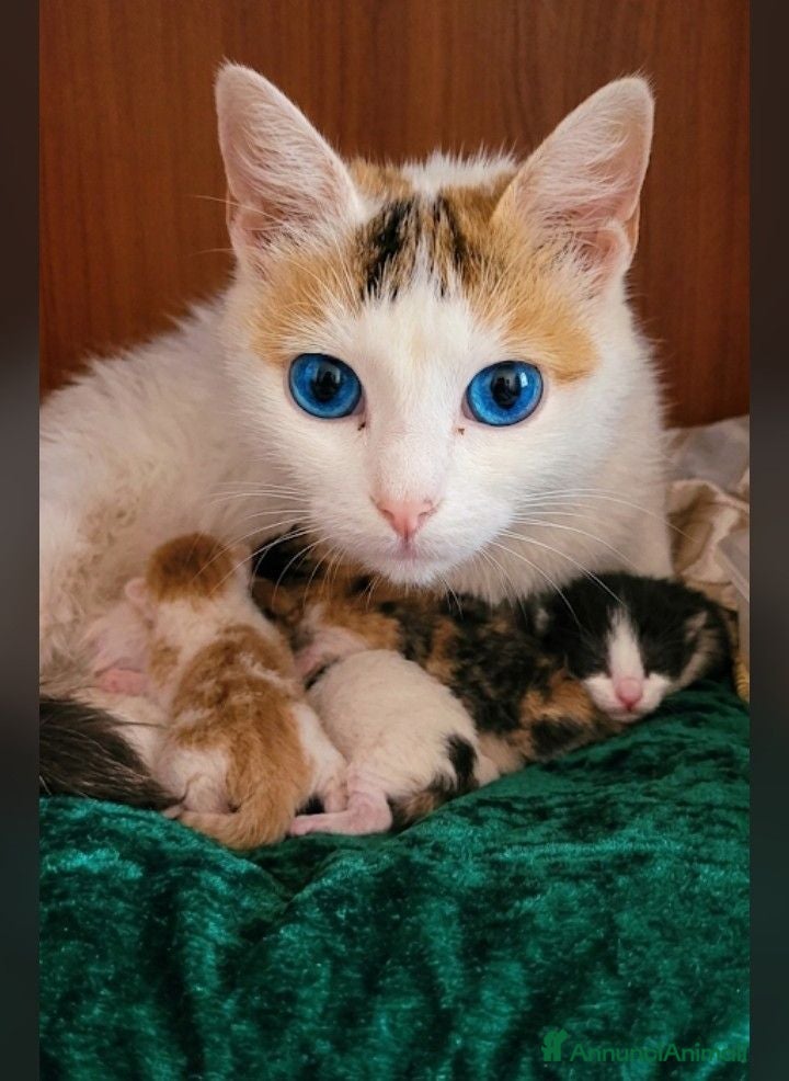 Altre razze gatti Calico van - Annuncio 1
