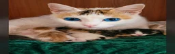 Altre razze gatti in vendita: Calico van - Annuncio 1