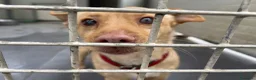 Meticcio cani in regalo: Ernesto: dolce monello taglia piccola  - Annuncio 2