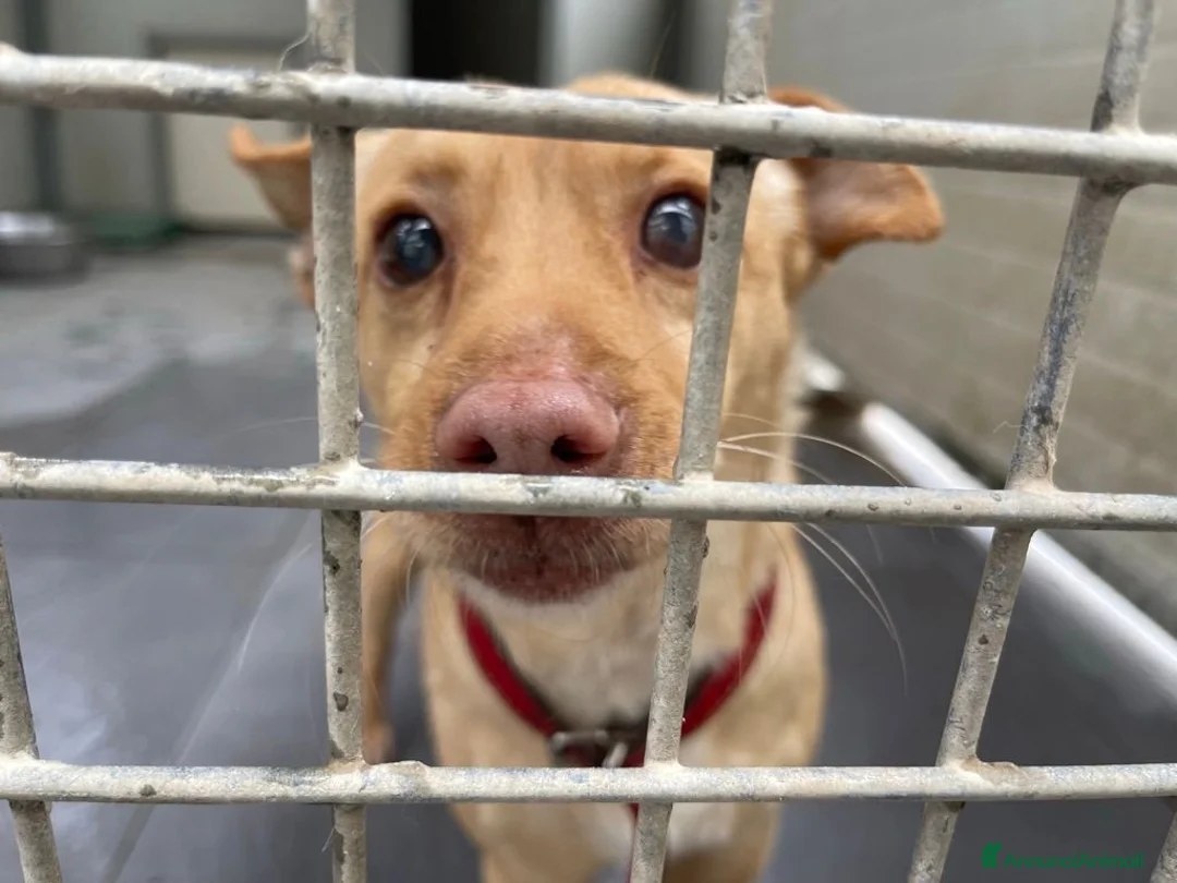 Meticcio cani in regalo: Ernesto: dolce monello taglia piccola  - Annuncio 2