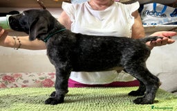 Drahthaar cani in vendita: Cuccioli di Drahthaar  a Provincia di Pordenone - Immagine 6