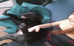 Labrador cani in vendita: Labrador  a Città metropolitana di Roma Capitale - Immagine 10