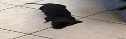 Bassotto cani in vendita: Bassotto nano - Annuncio 2