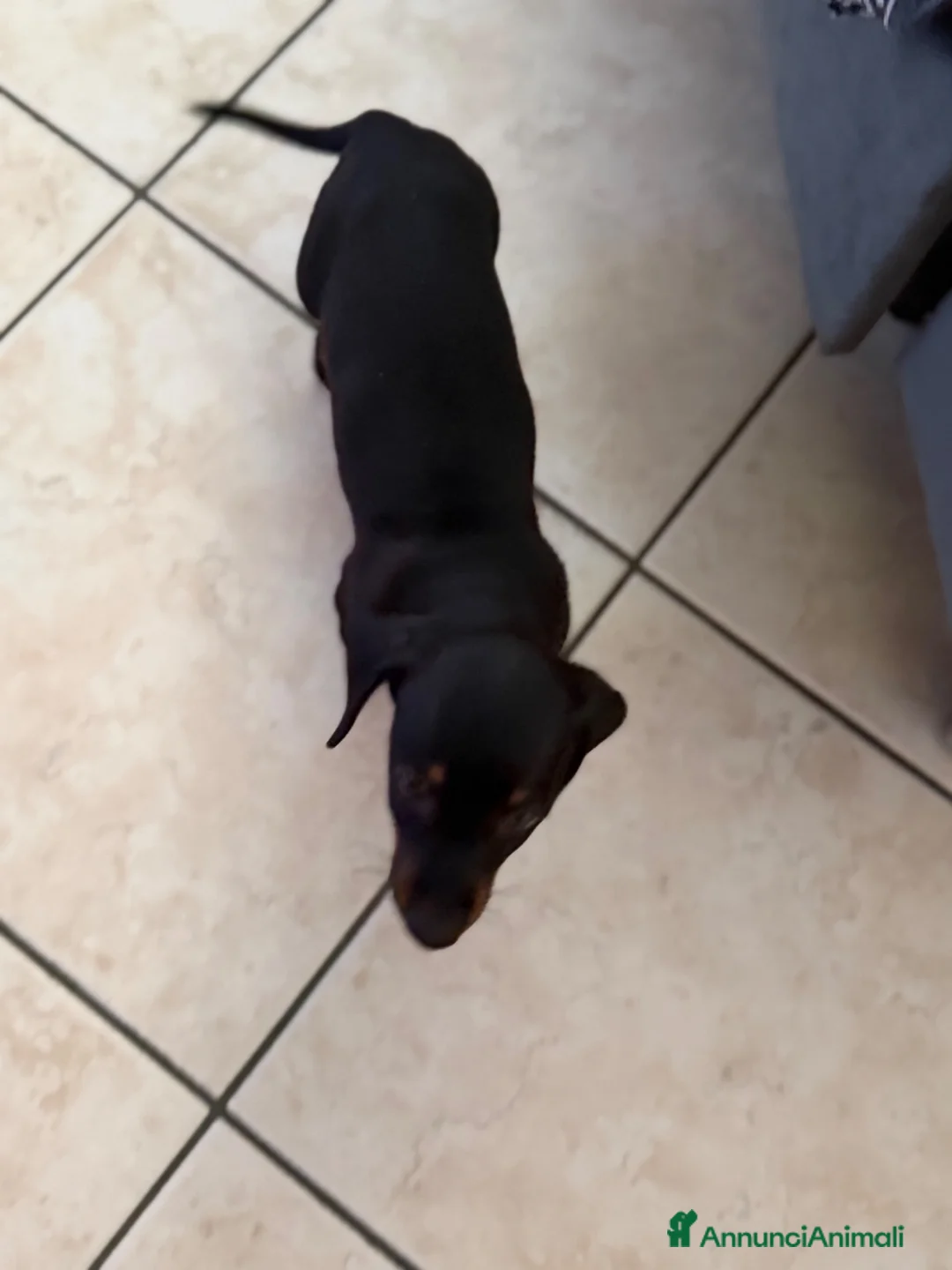 Bassotto cani in vendita: Bassotto nano - Annuncio 2