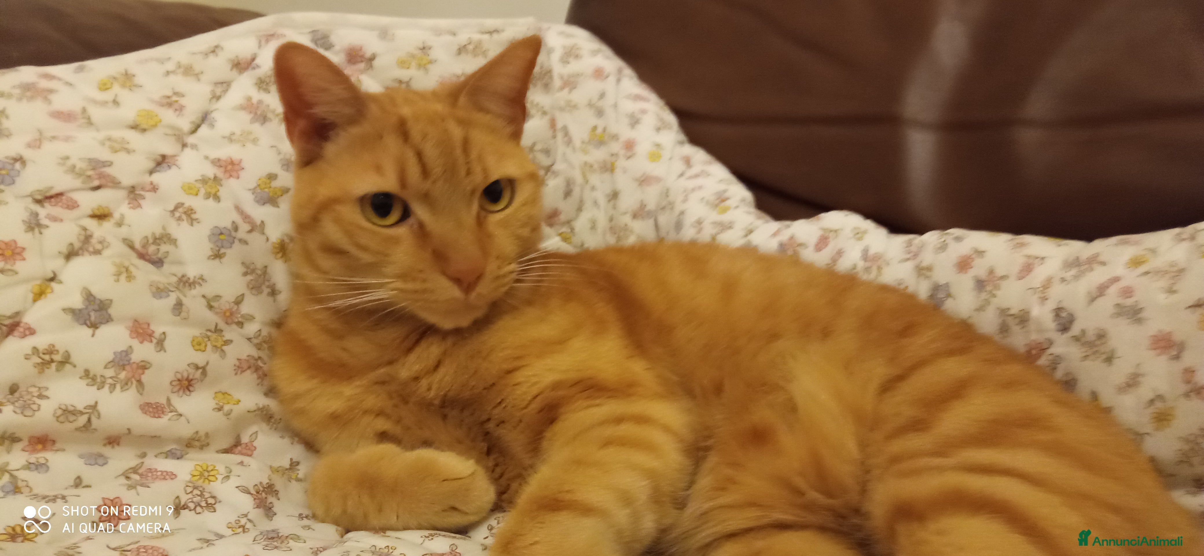 Europeo gatti Splendido gatto rosso di 4 anni - Annuncio 2