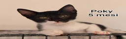Altre razze gatti in regalo: GATTINI ESCLUSI DA TUTTI  a Città Metropolitana di Genova - Annuncio 4