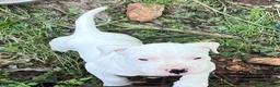 Dogo Argentino cani in vendita: Cucciola dogo argentino  - Annuncio 4